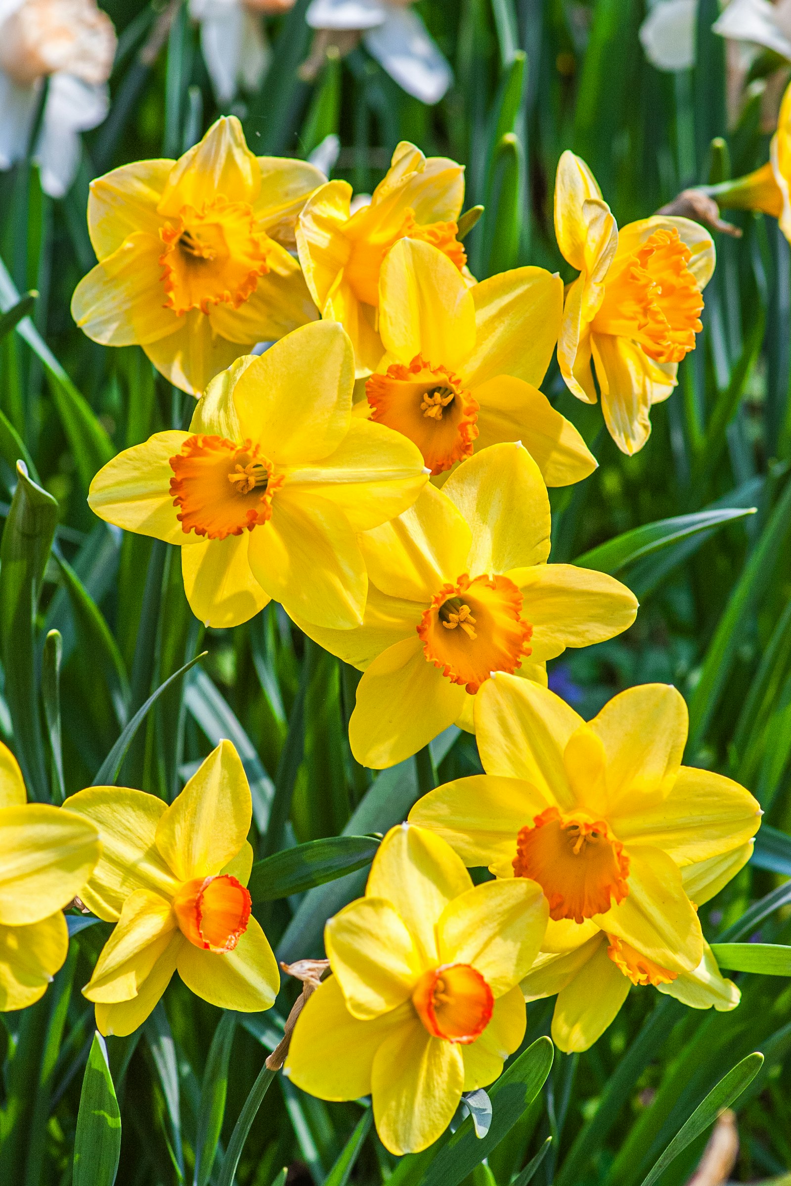 A field of yellow daffodils — the spring flower at the heart of Pour la Joie's identity.